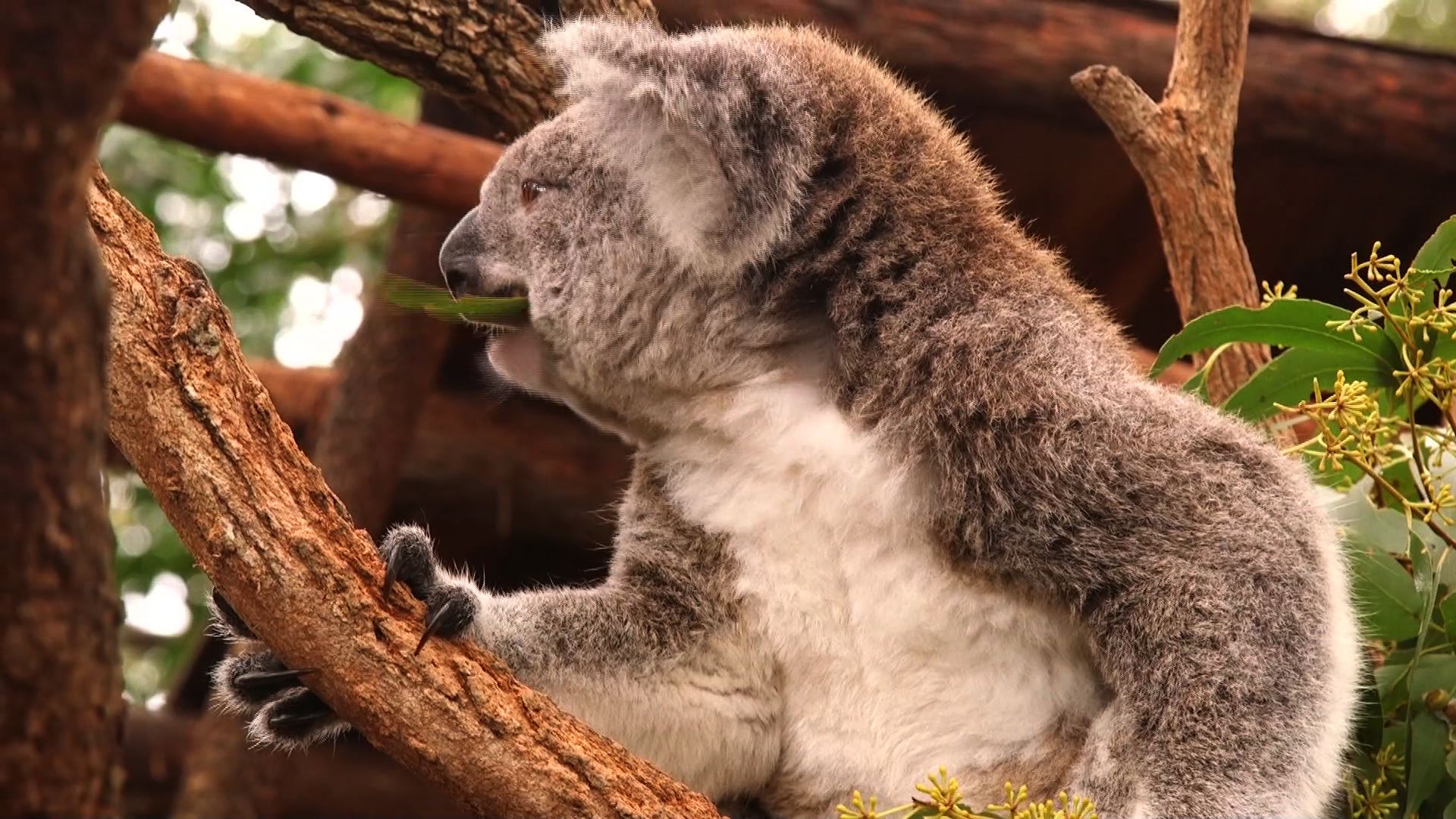 Un zoo belga pierde dos de sus tres koalas en menos de un mes