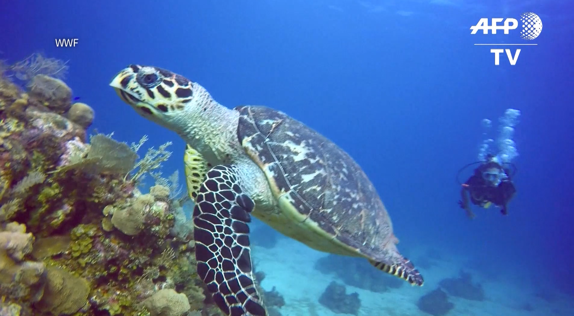 Patrimonio de la Humanidad: recuperan segunda barrera de coral más grande del mundo