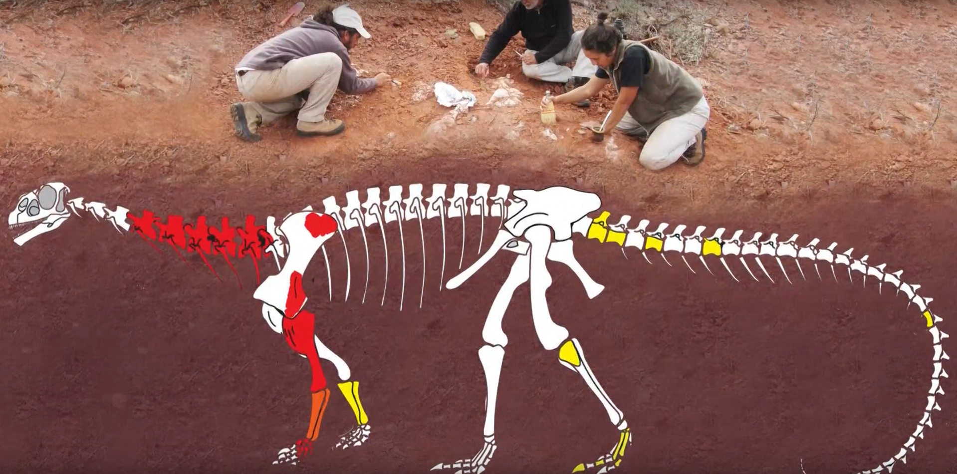 Ingenia prima, los fósiles de dinosaurios gigantes más antiguos