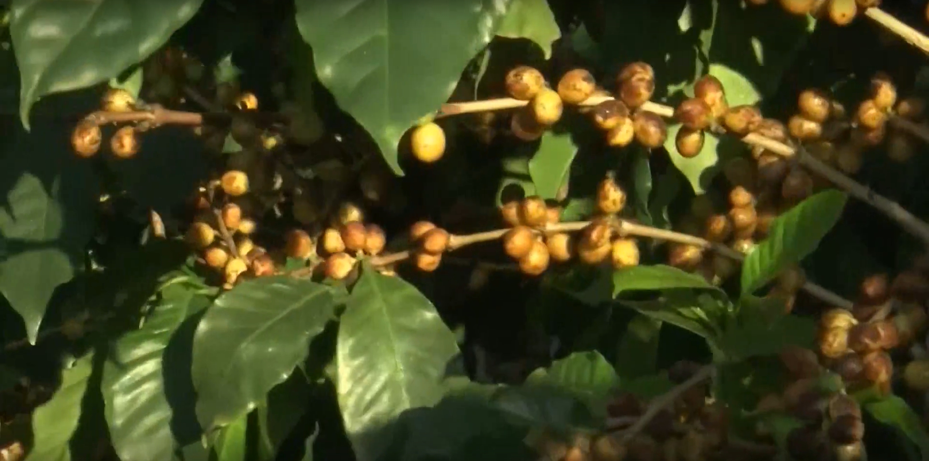 Mujeres aportan diferencia a cultivo de café