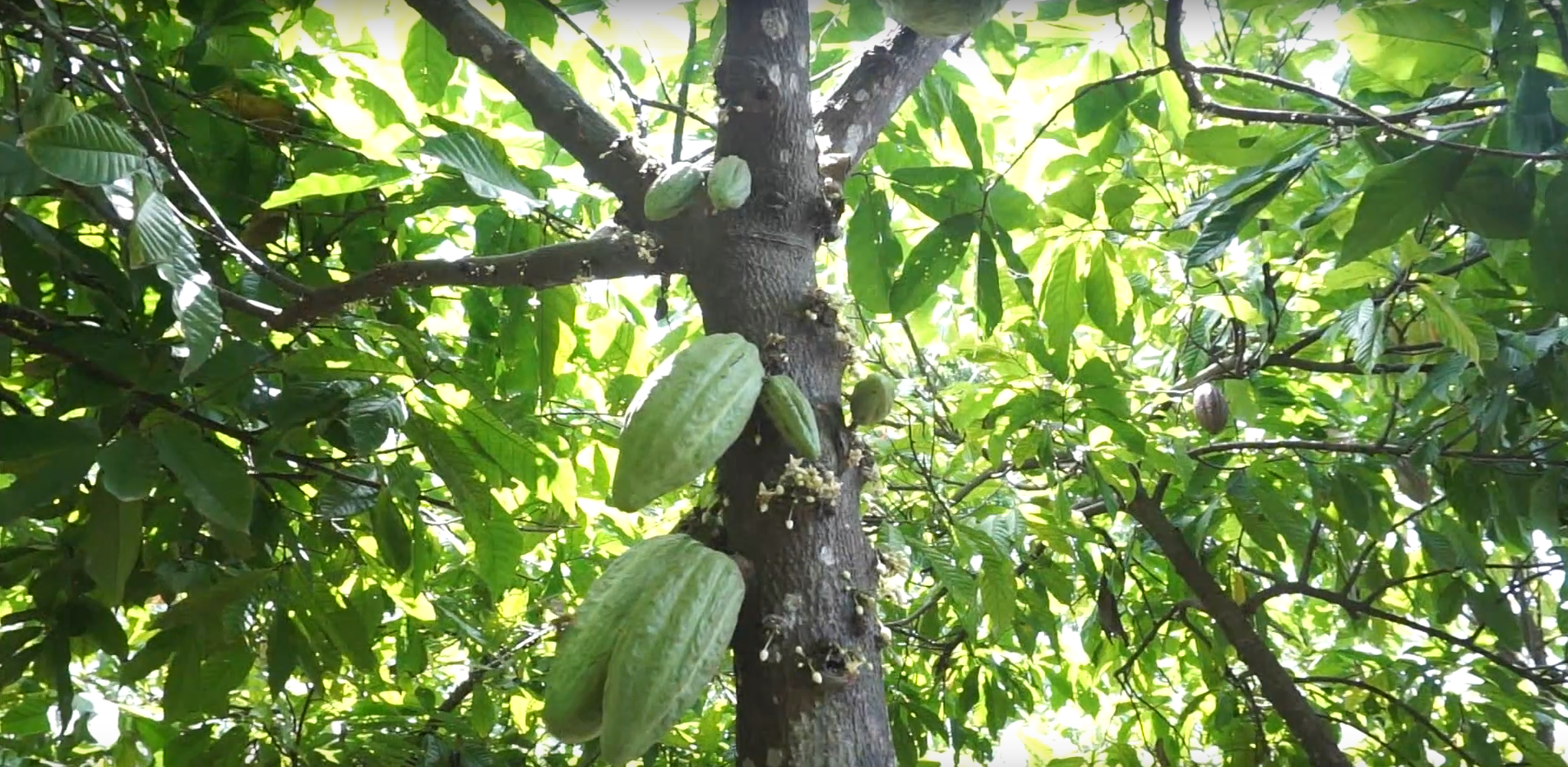 Cacao, esperanza de vida