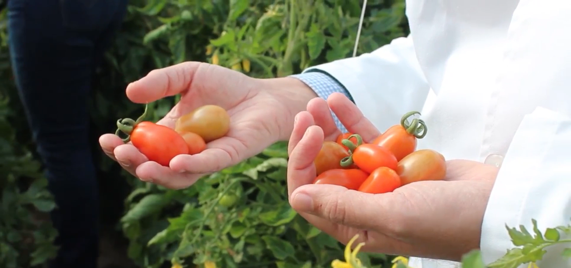 Producen tomates con menos agua