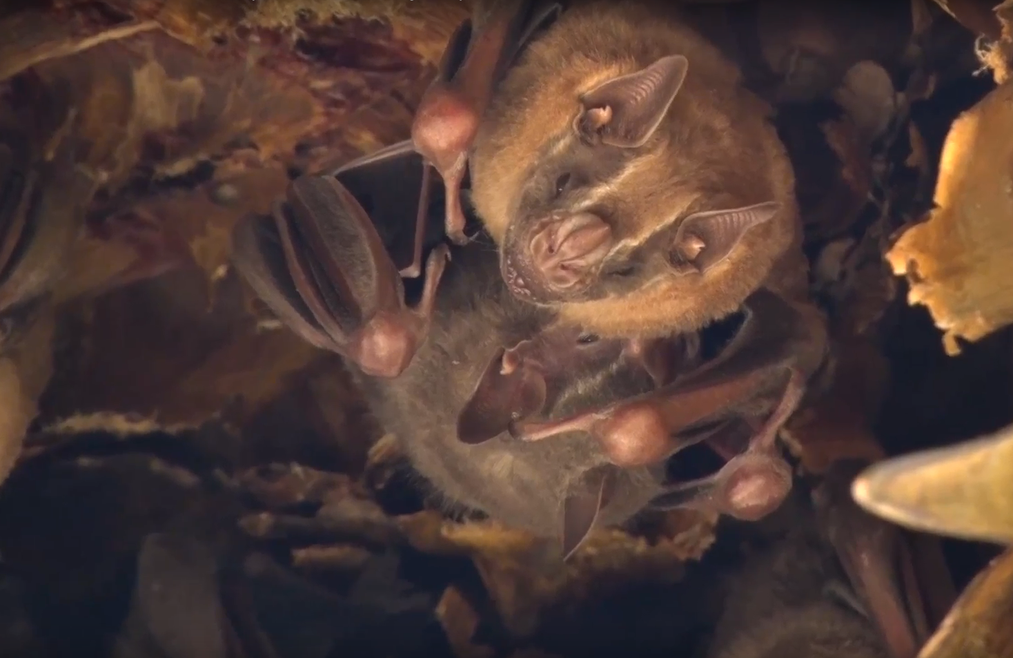 Biósfera del Cielo, hogar de 42 especies de murciélagos