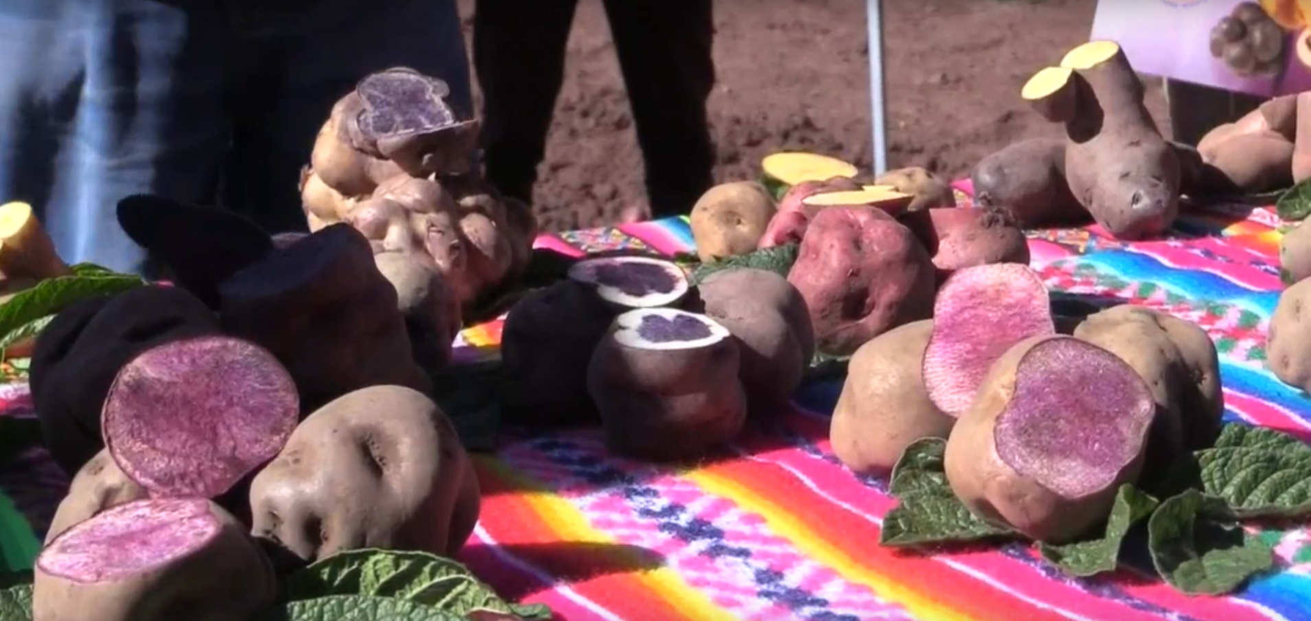 Papas de colores, el legado inca, mejoran la salud