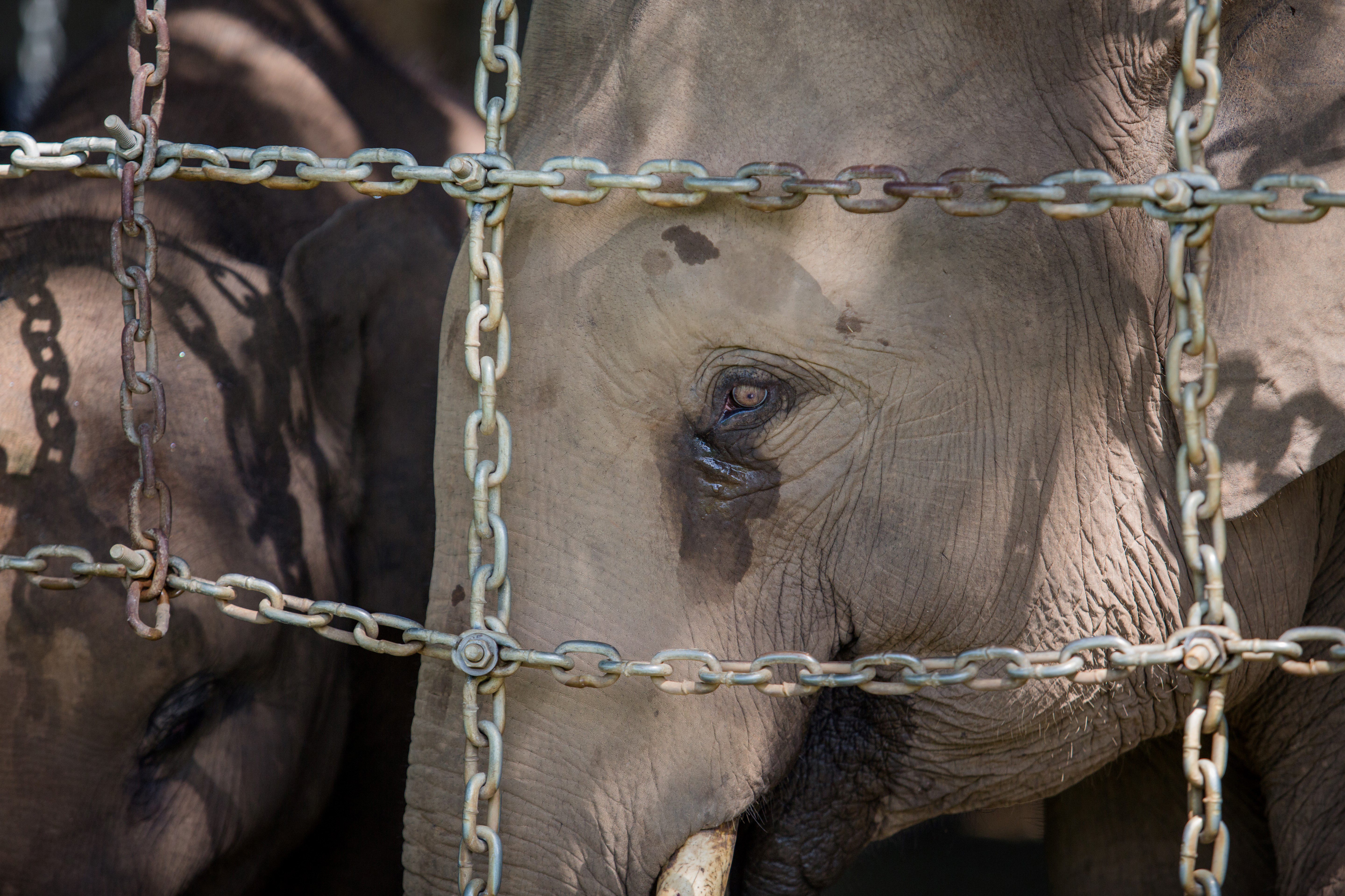 En Vietnam los pelos de la cola de elefante se transforman en amuletos