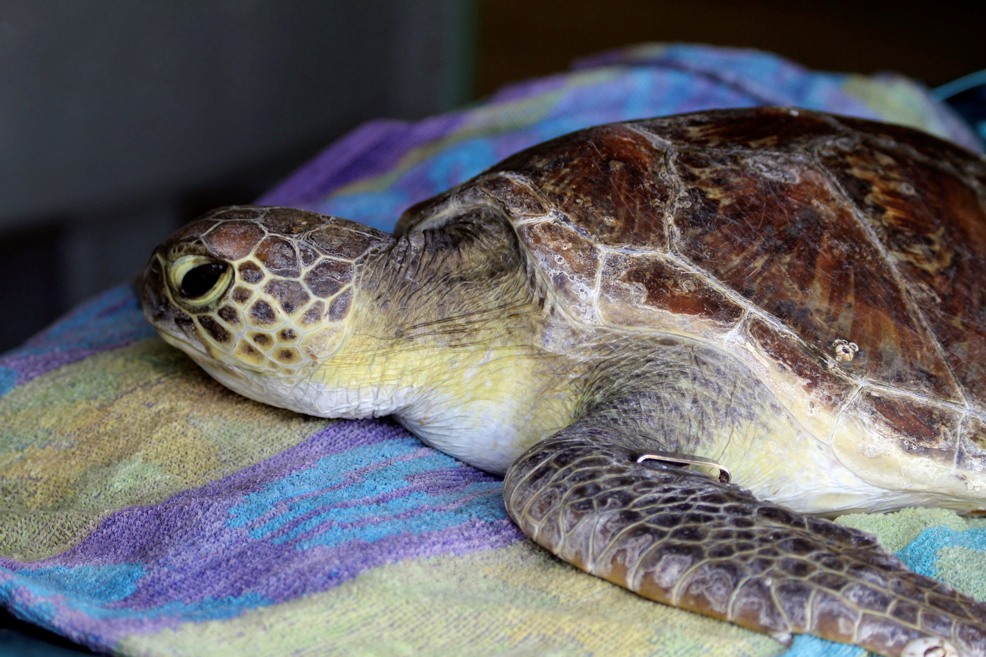 Una tortuga marina tiene 22 % de probabilidad de morir si ingiere un plástico