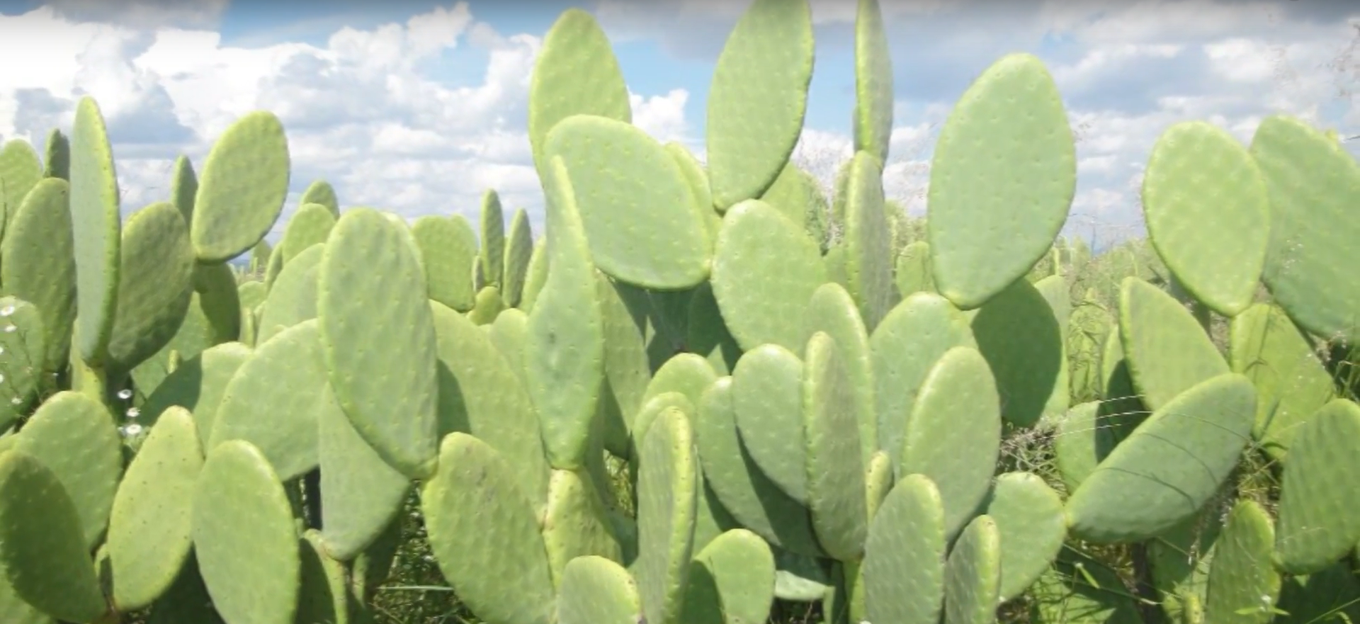 El nopal, nuestro platillo ancestral