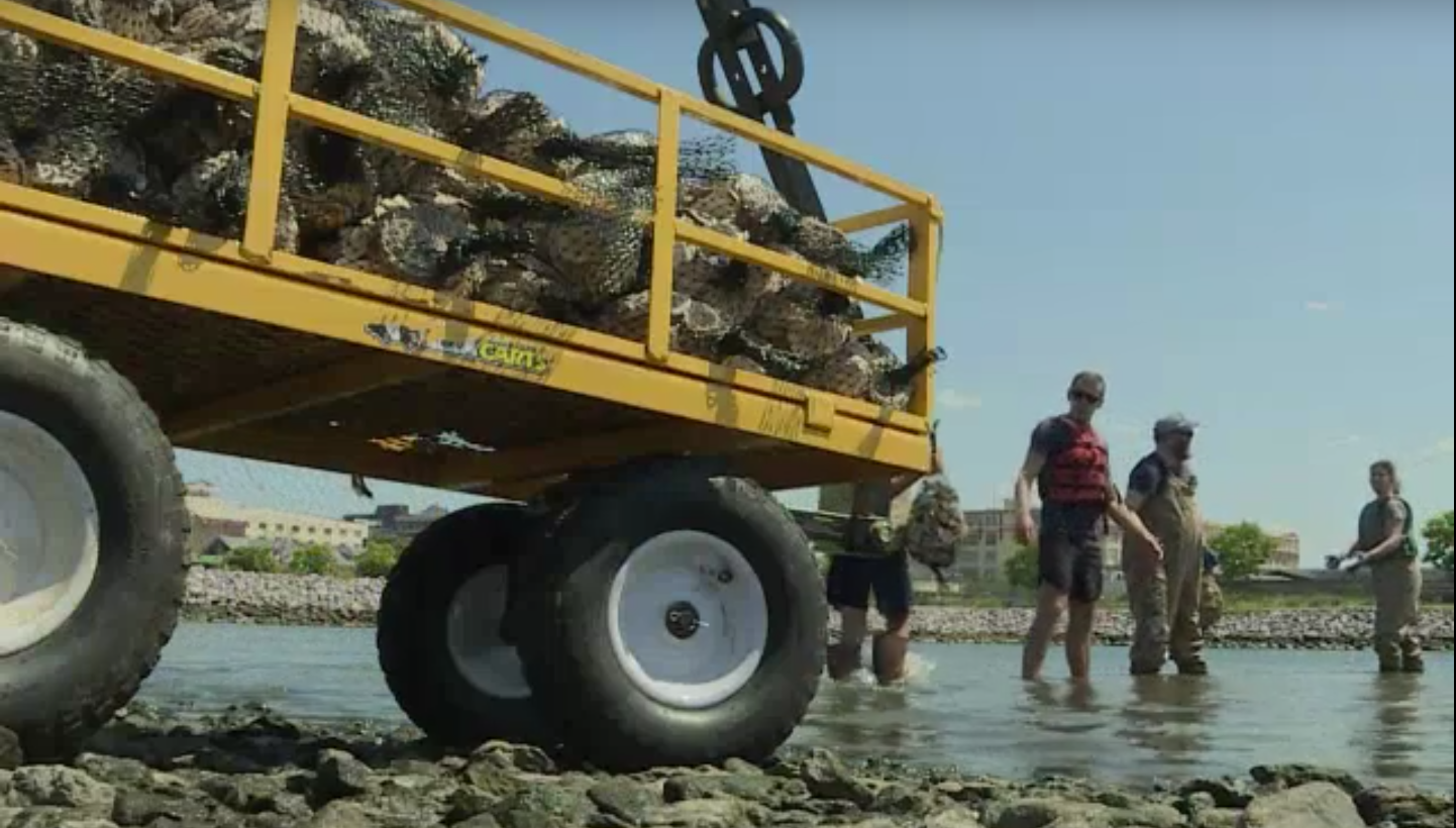 Nueva York busca recuperar su título de capital mundial de las ostras