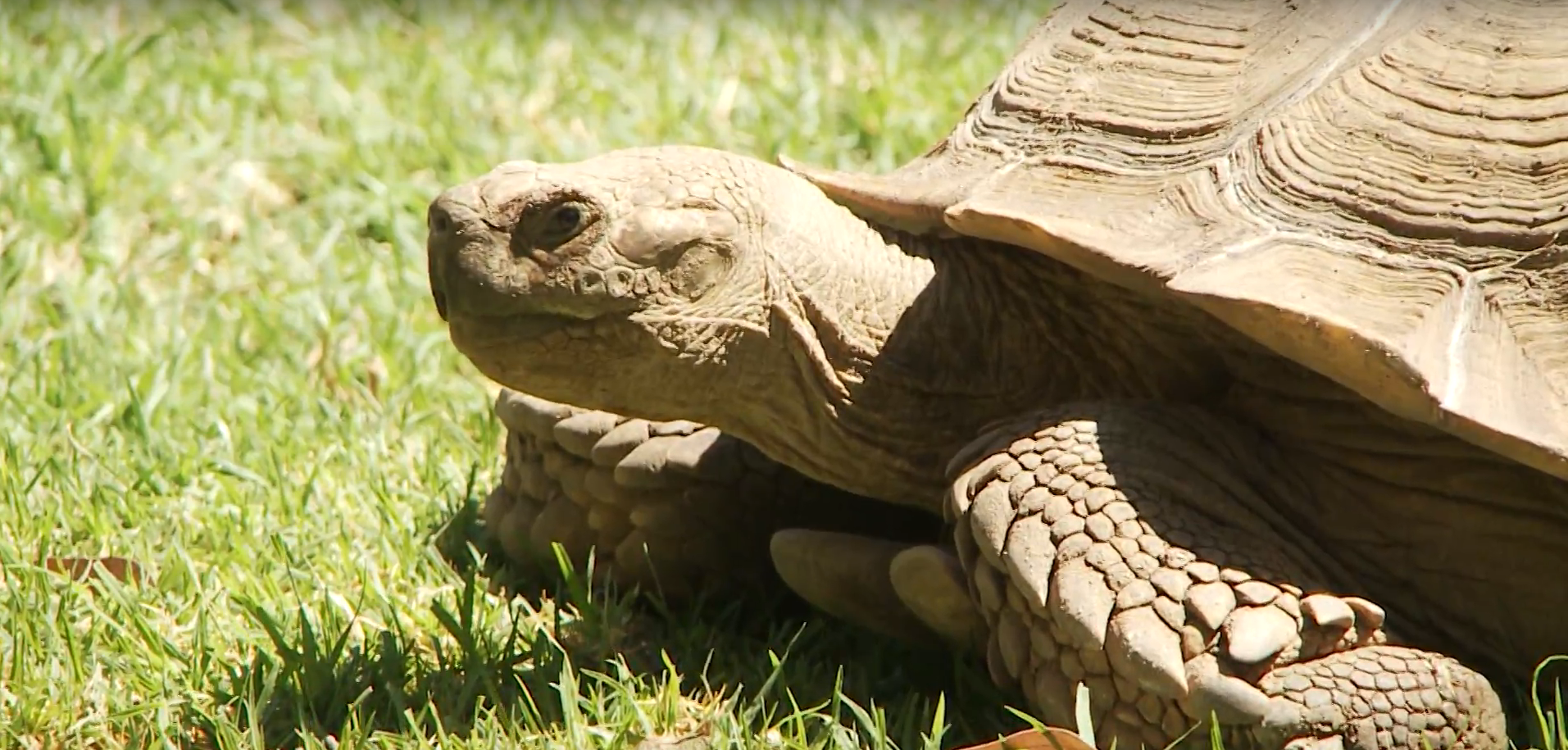 Zoológico de Guadalajara, un edén para especies en extinción