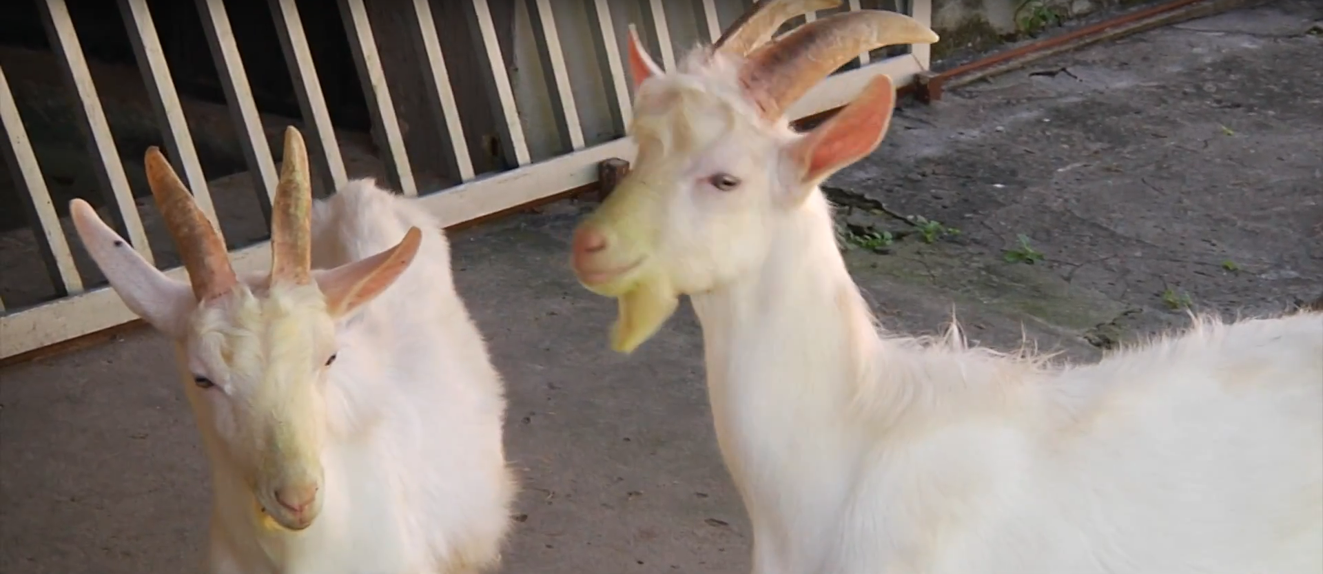 Cabras trasngénicas esperanza para la salud