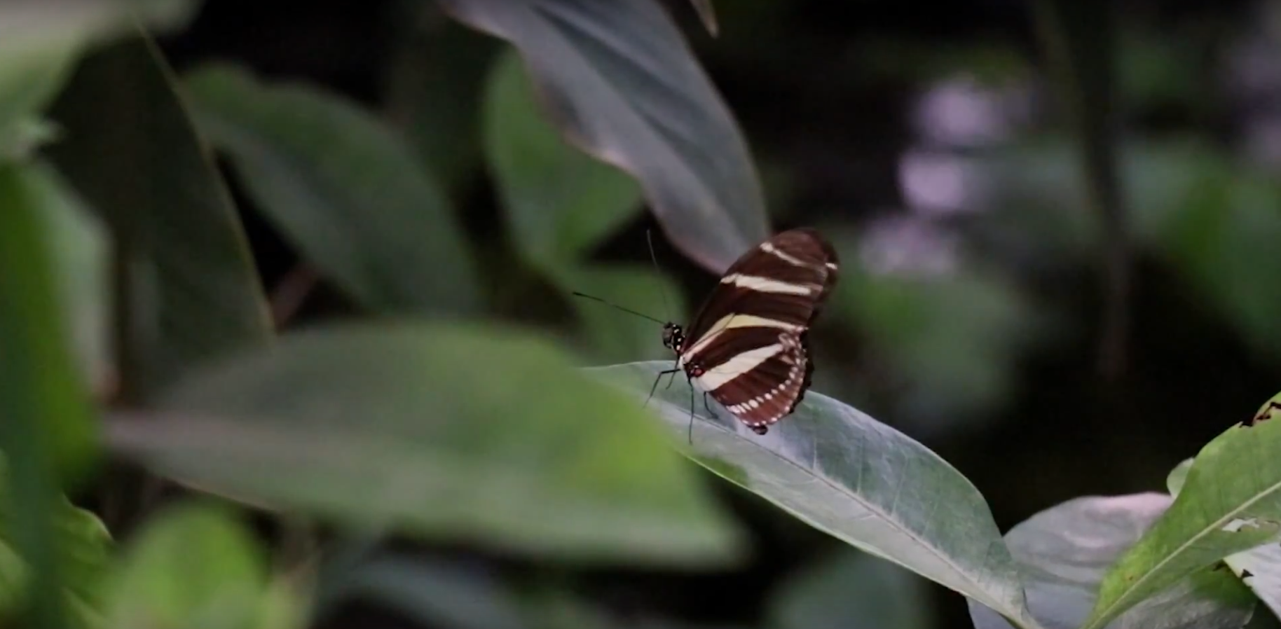 Un templo universal para las mariposas