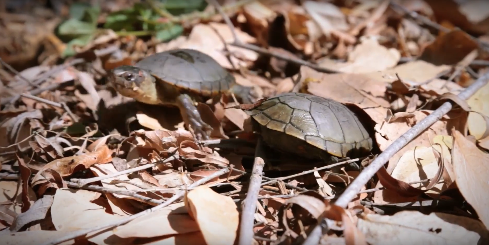 Casquito de Vallarta, nueva especie de tortuga