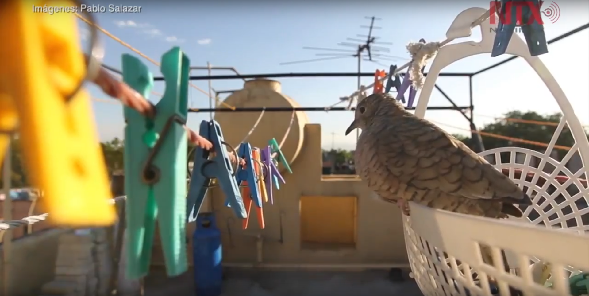 La adaptación de las aves a la ciudad más grande del mundo