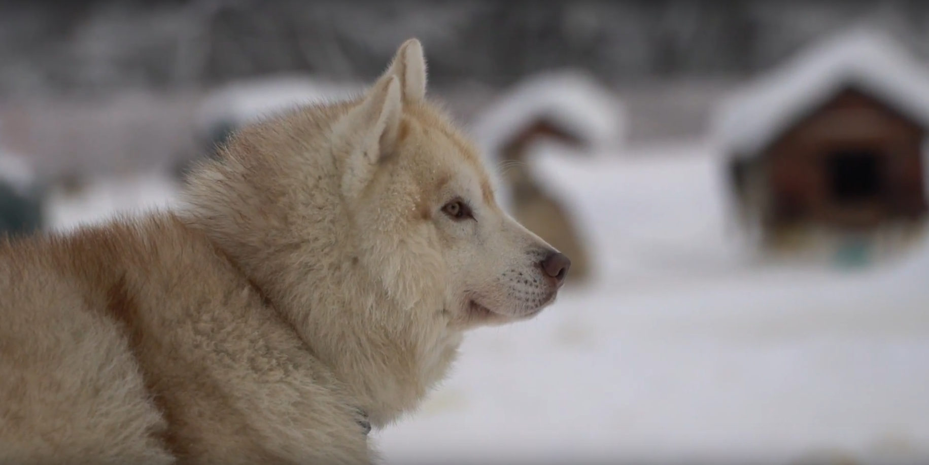 Perros siberianos en la tierra del fuego