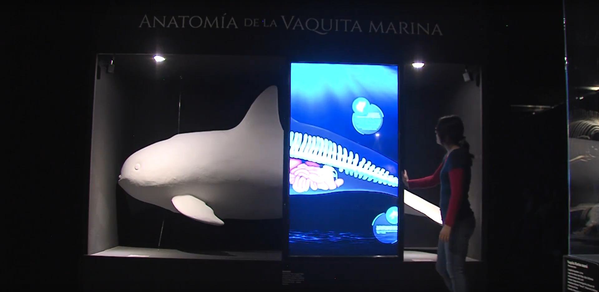 Describir la anatomía de la Vaquita Marina para salvarla