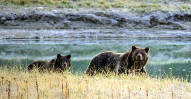 Un juez de EEUU prohíbe la cacería de osos grizzly