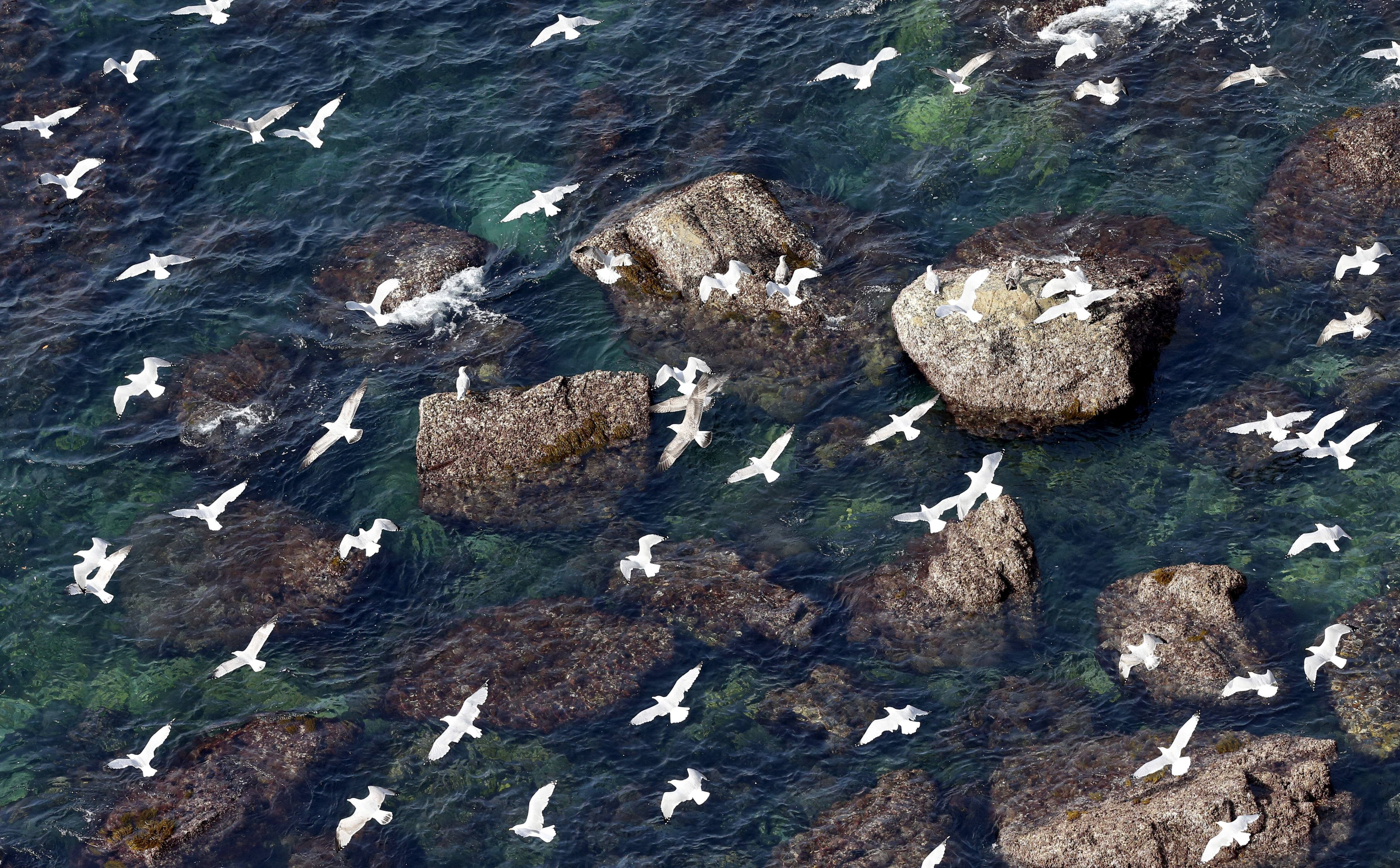 Panamá se sumará a la celebración del Día Mundial de las Aves Migratorias