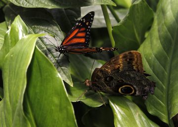 Inauguración del mes de las mariposas Monarca