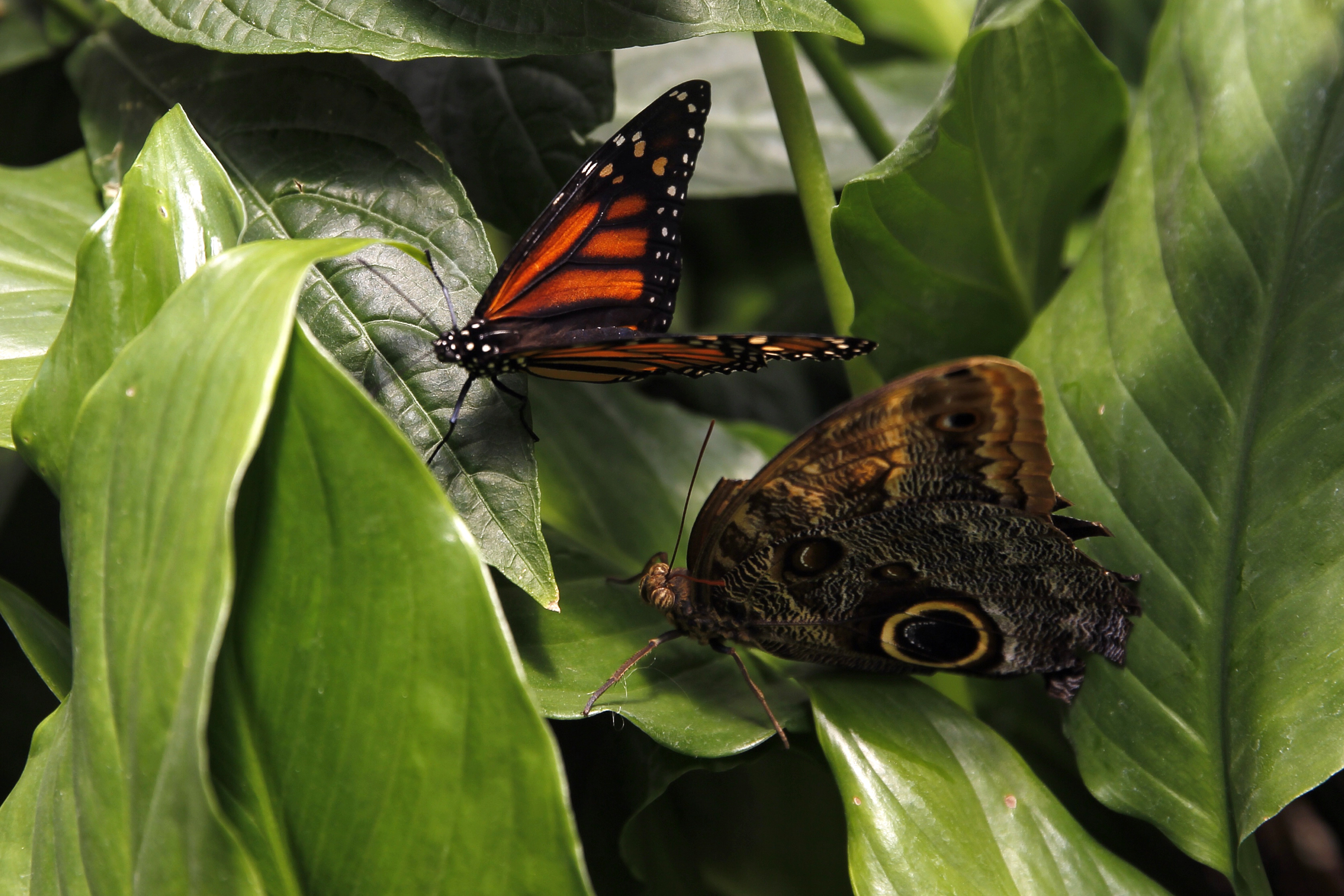 Cientos de mariposas tropicales pasan el invierno en un museo de Nueva York