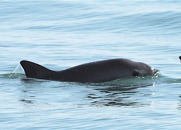 Nuevos avistamientos de vaquita marina reviven la esperanza de conservación