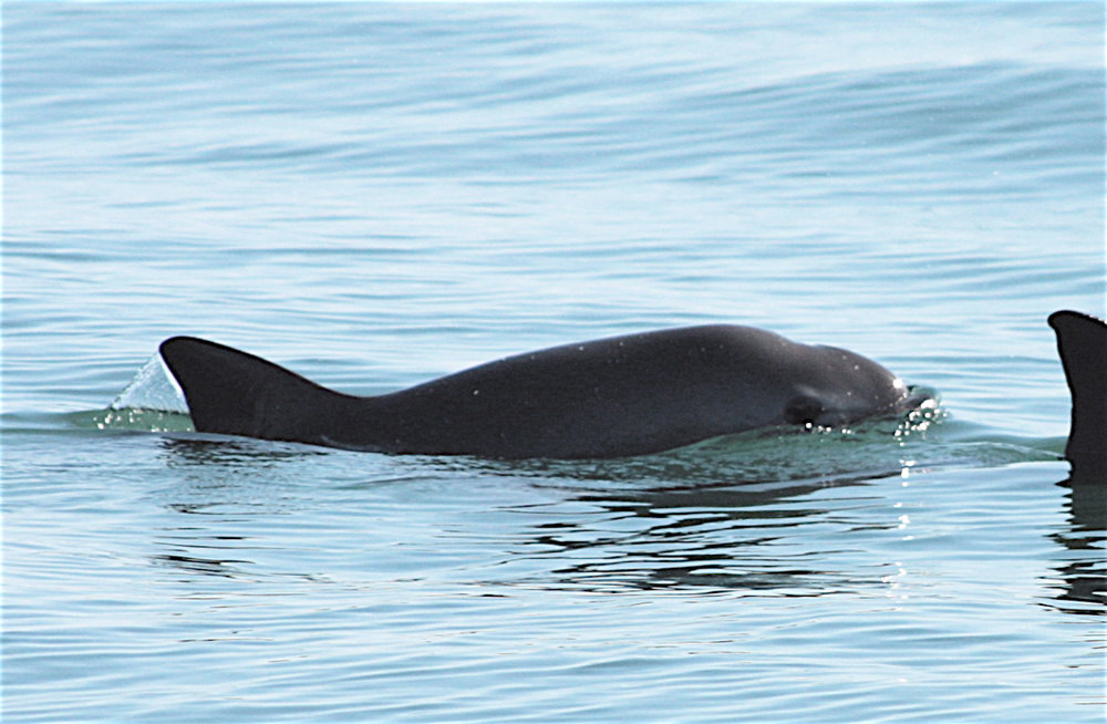 Avistamientos de vaquita marina reviven la esperanza de conservación