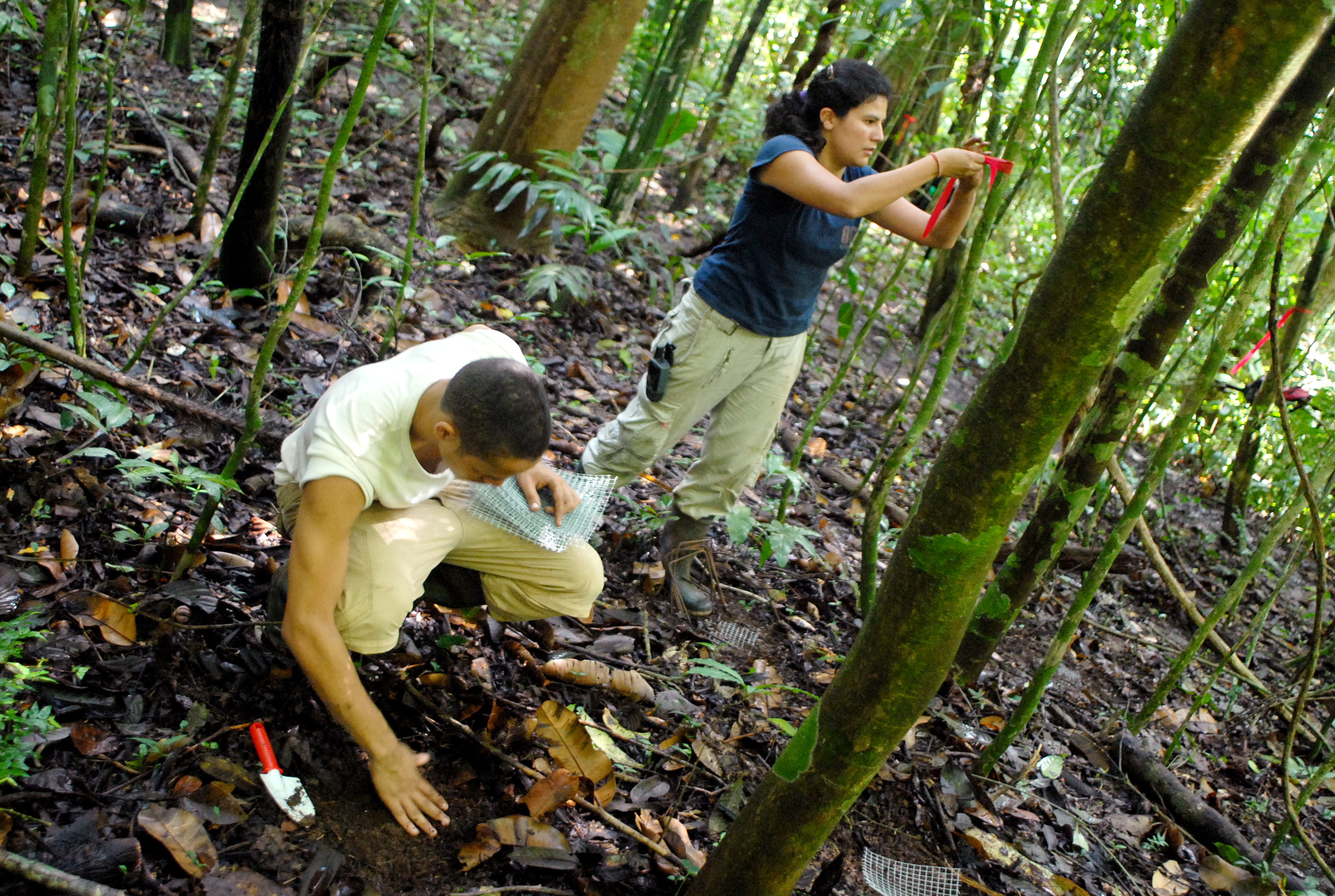 Quito, capital continental de botánica hasta el 28 de octubre