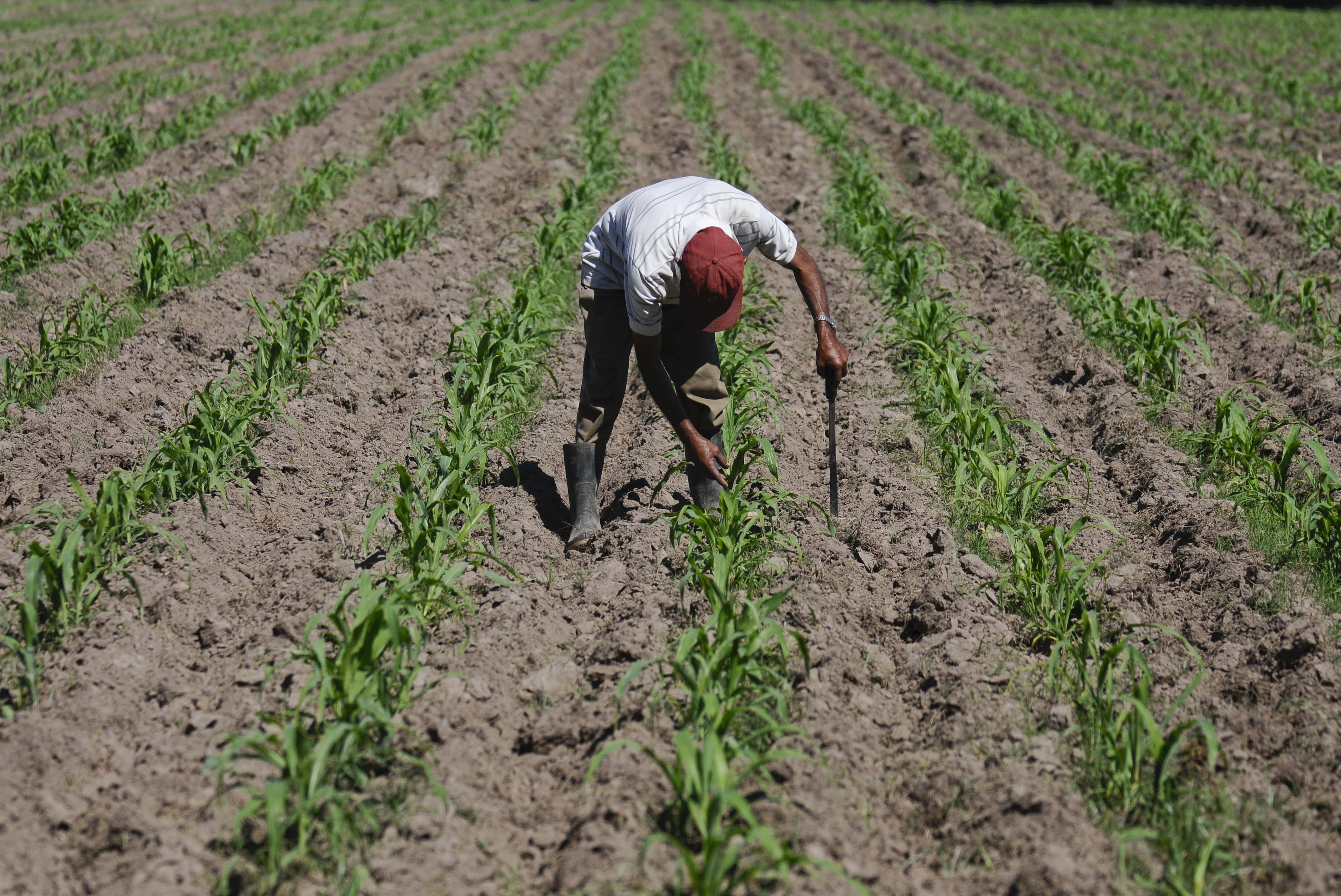 Informe urge acciones para adaptar la agricultura al cambio climático