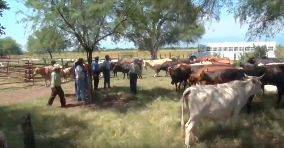 Buscan el pasto más adaptable a la sequía