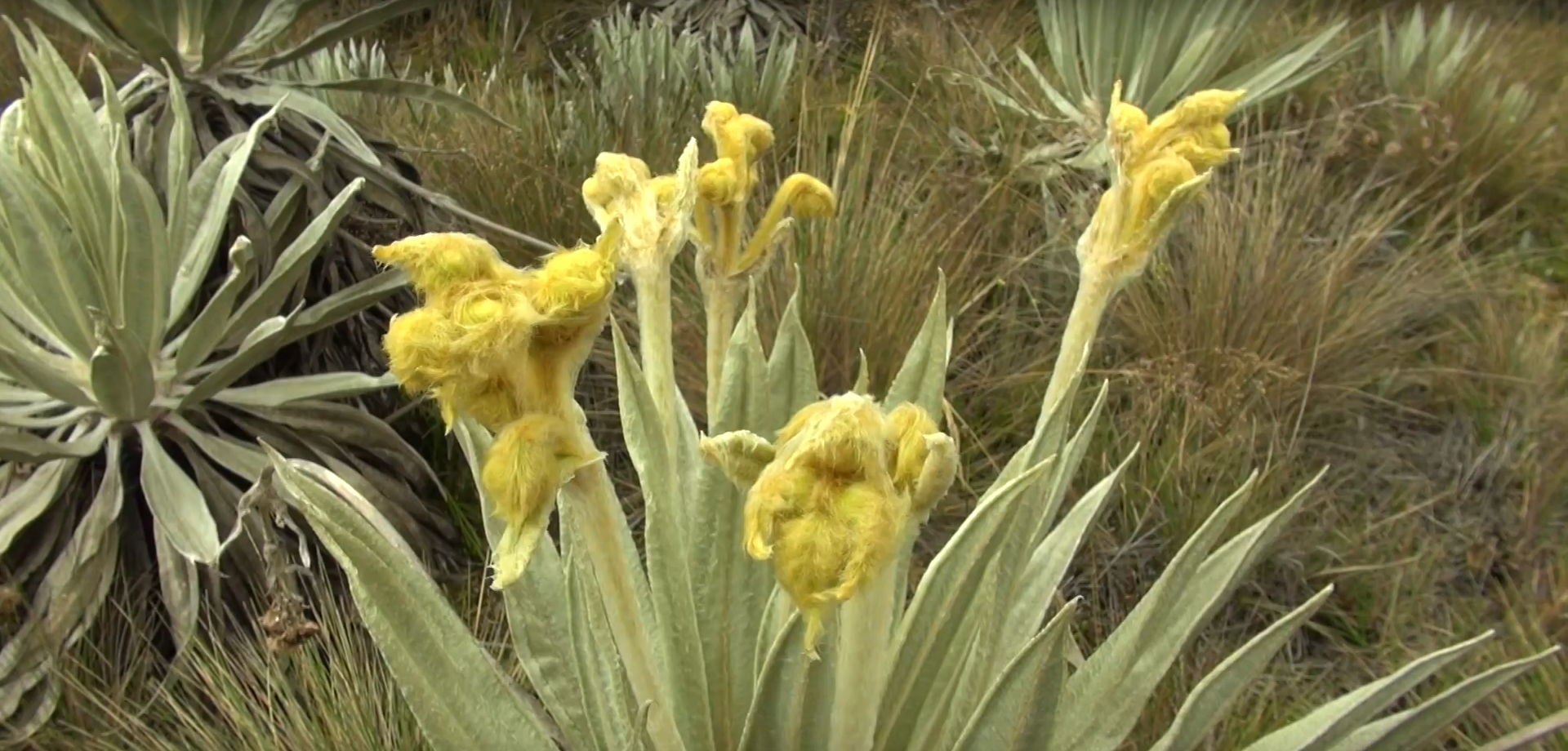 El cambio climático se deja ver en las plantas de los páramos