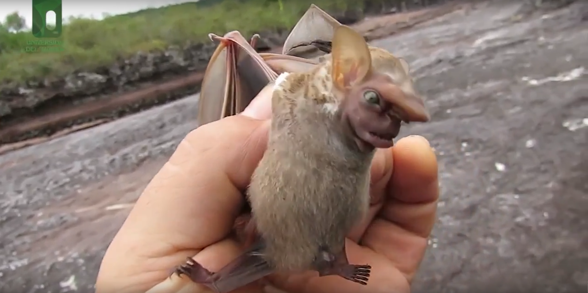 El mejor oído de la naturaleza está en los murciélagos