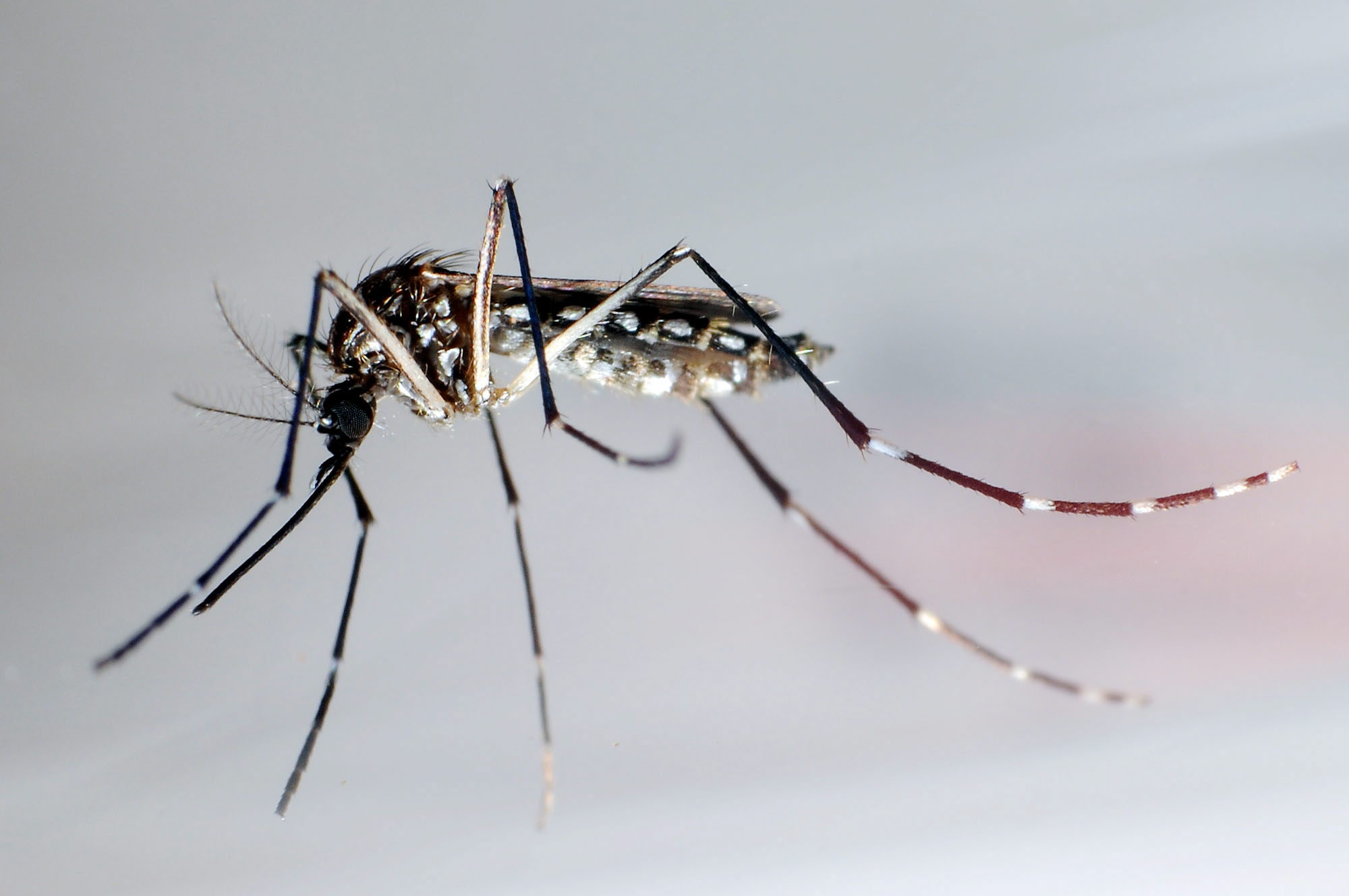 Hallazgo de zika en monos sugiere un ciclo silvestre en Brasil