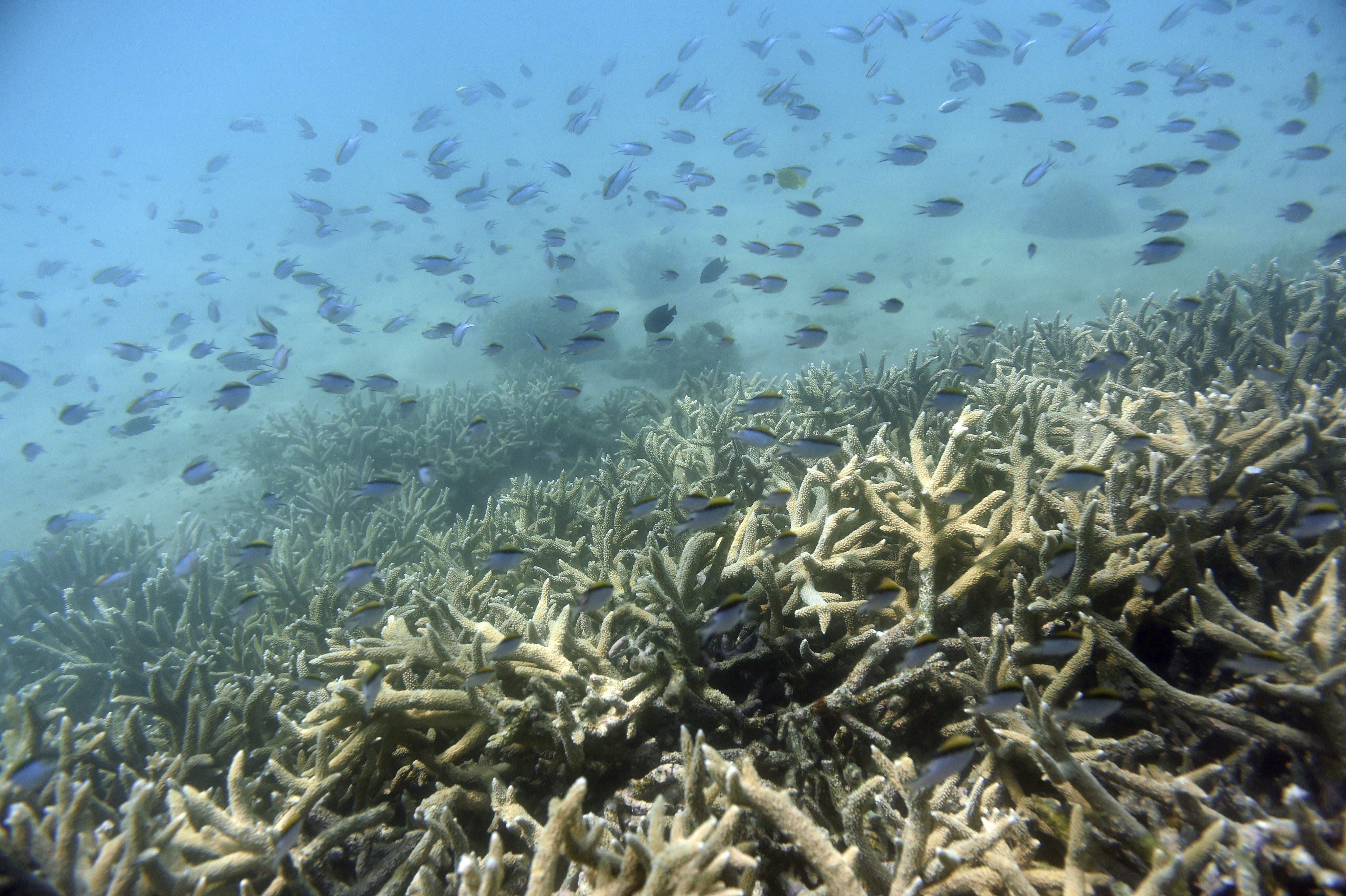 Los corales «robustos» están más dotados para resistir al cambio climático