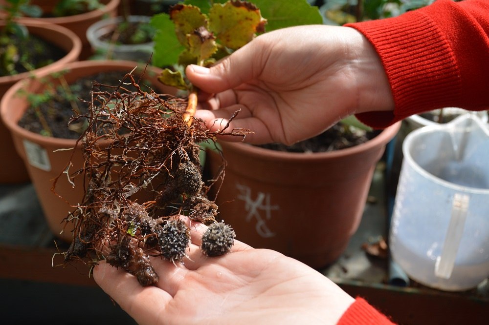 Científica chilena estudia plantas nativas para restaurar suelos volcánicos