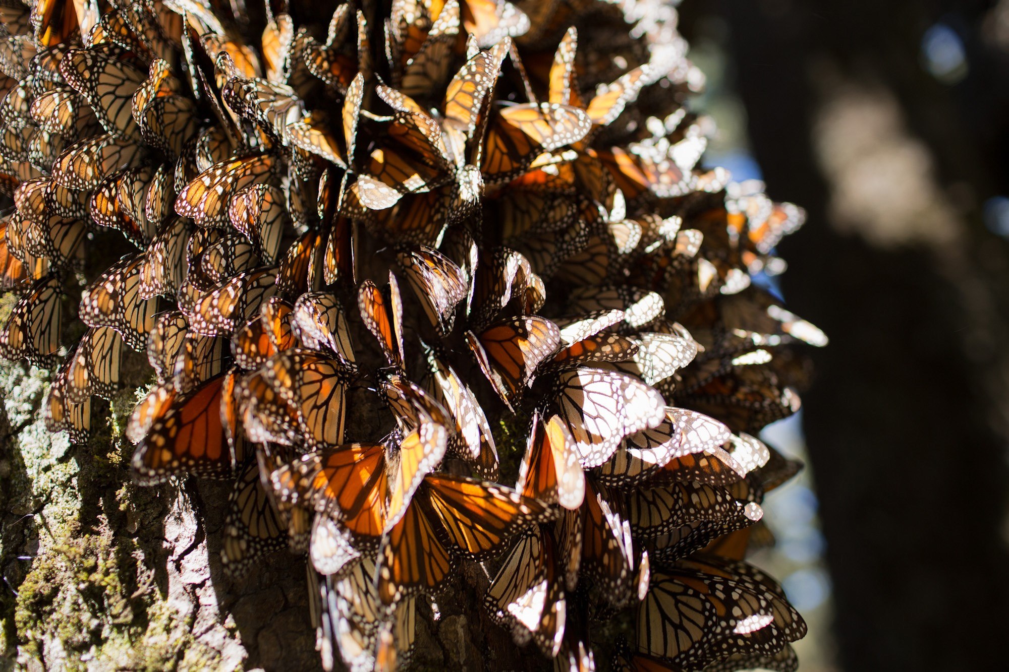 México recibe la mariposa monarca con retraso pero con buenas expectativas