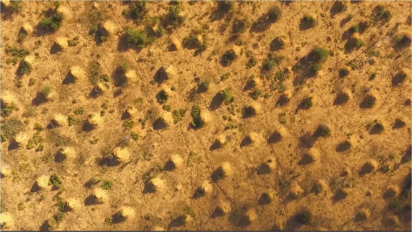 Descubren megalópolis construida por termitas en Brasil