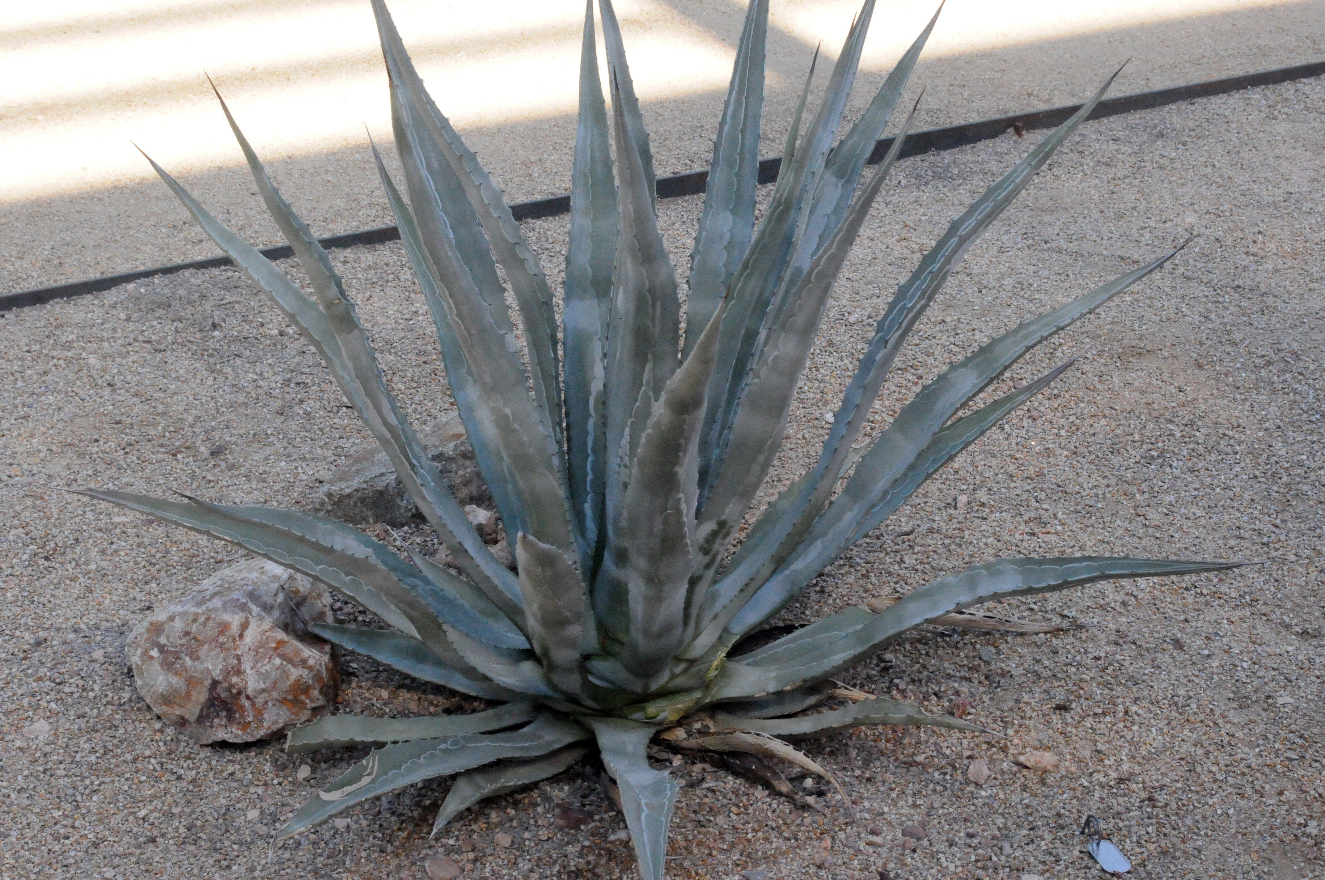 Descubrimiento de nueva especie de agave arroja luz sobre los Hohokam