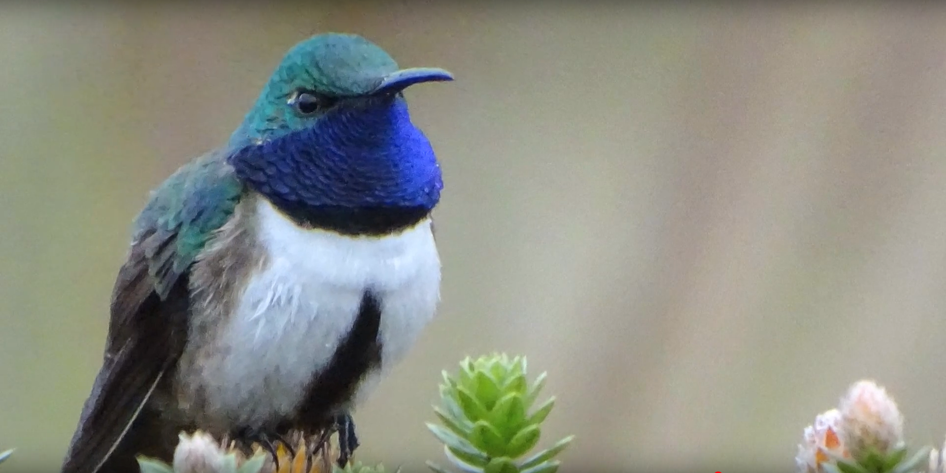 El Estrella de garganta azul, nueva especie de Colibrí