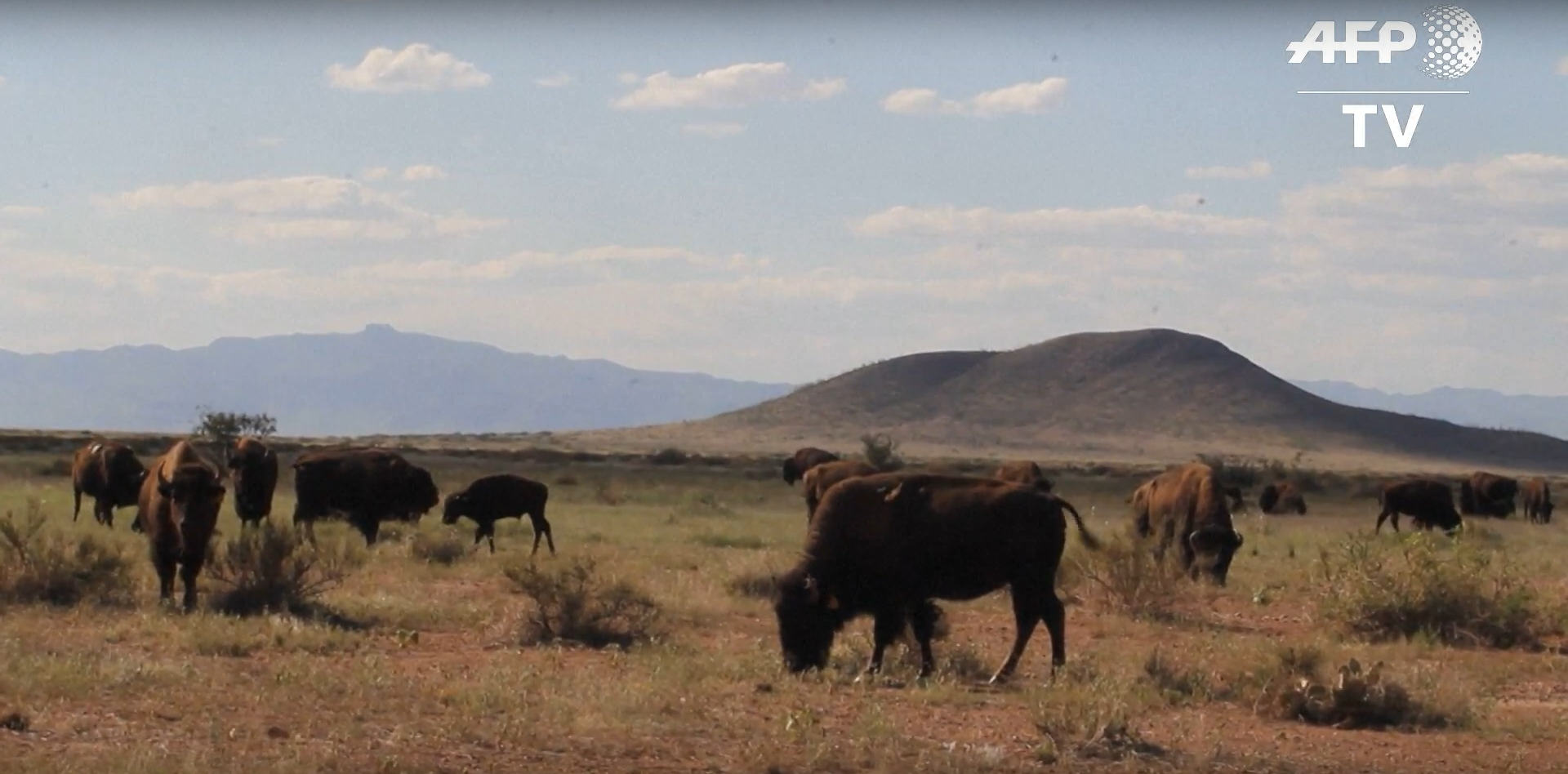 Manadas de bisontes cuidan el ambiente