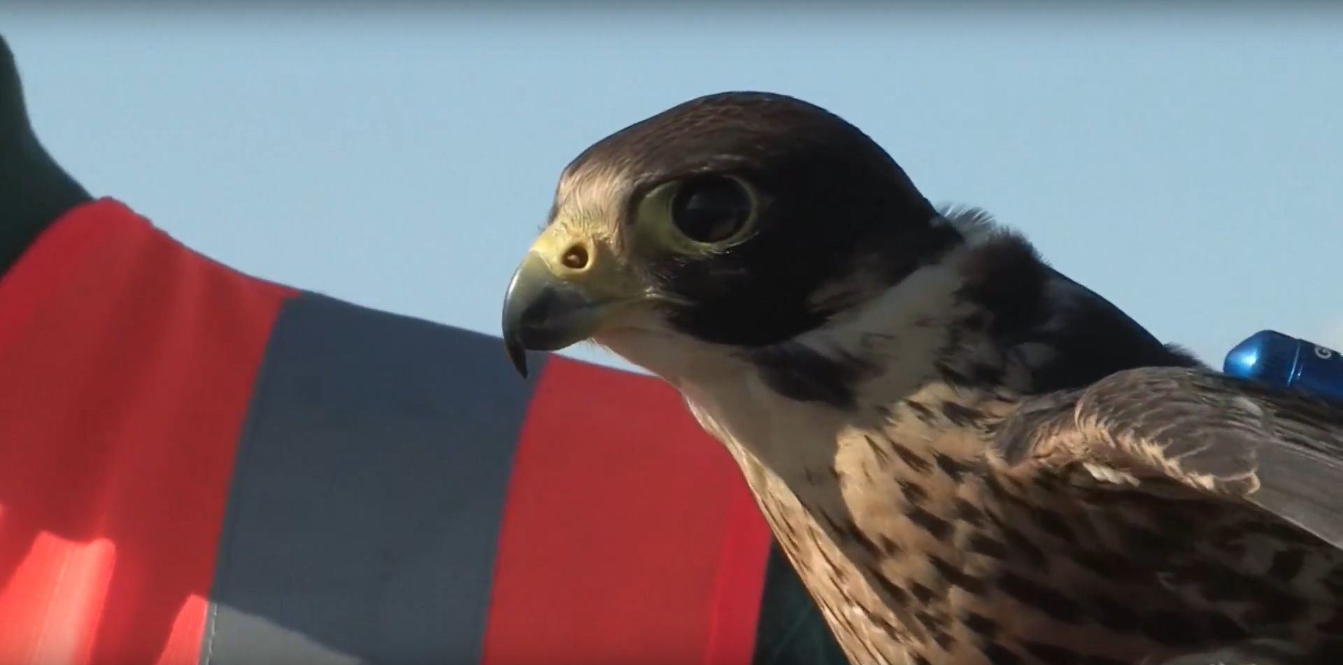 Halcones custodian aeropuerto