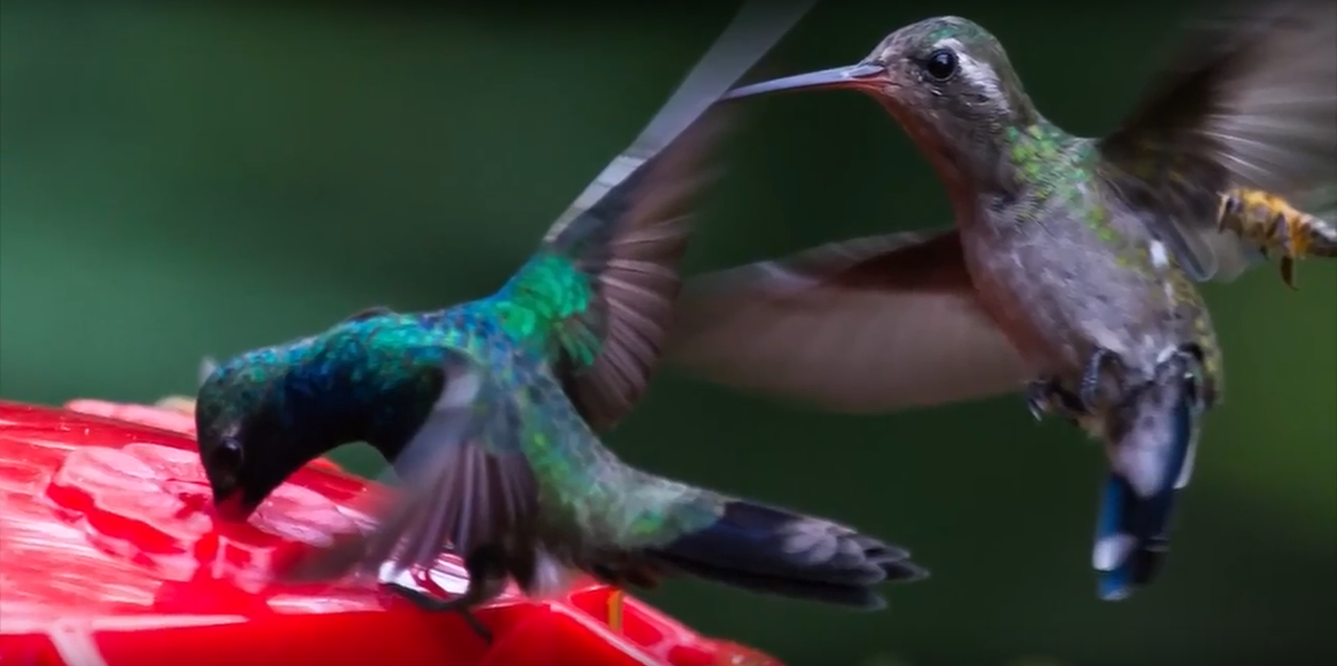 Colibríes, buenos deseos para el ambiente