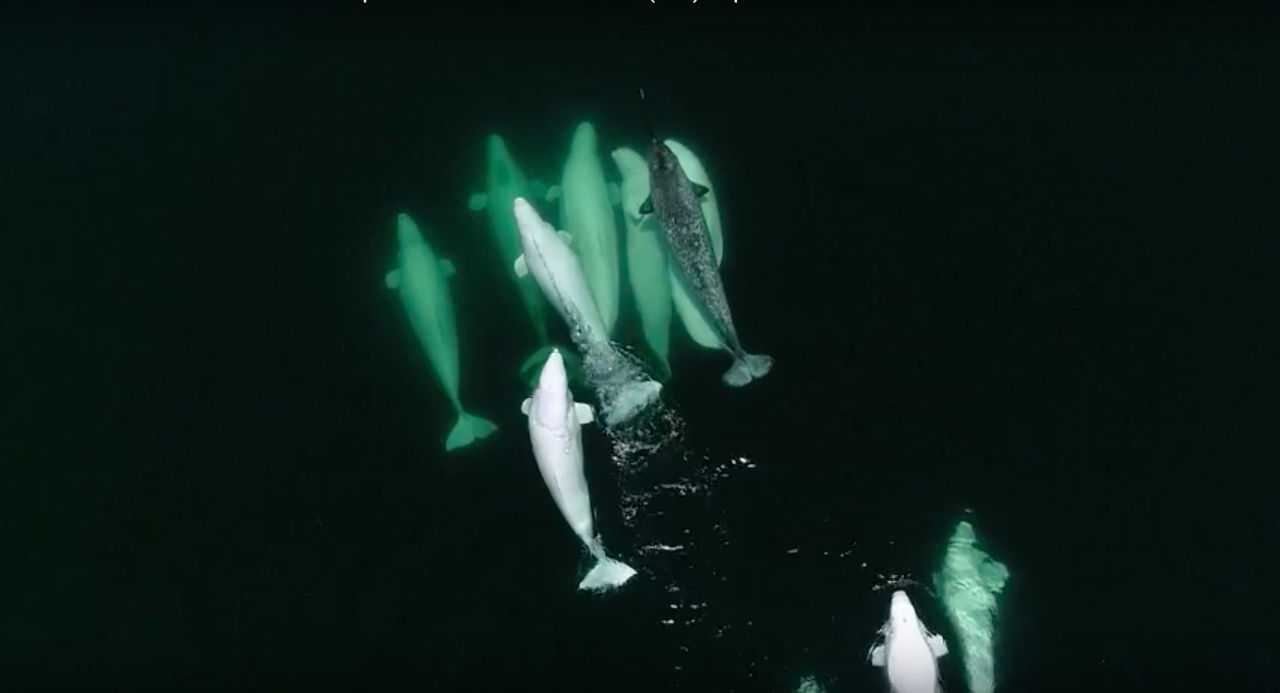 Familia de Ballenas adopta a una huérfana