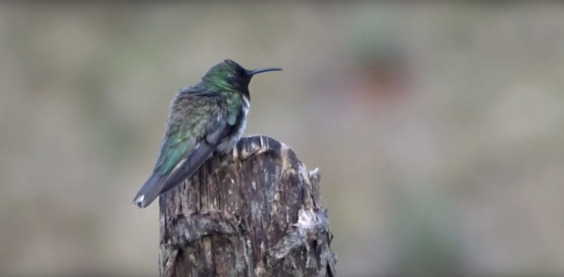 Nueva especie de colibrí con pechera blanca