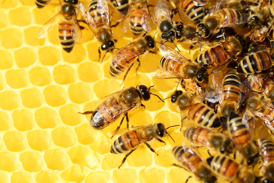 La reina de las mieles tiene doble proteína