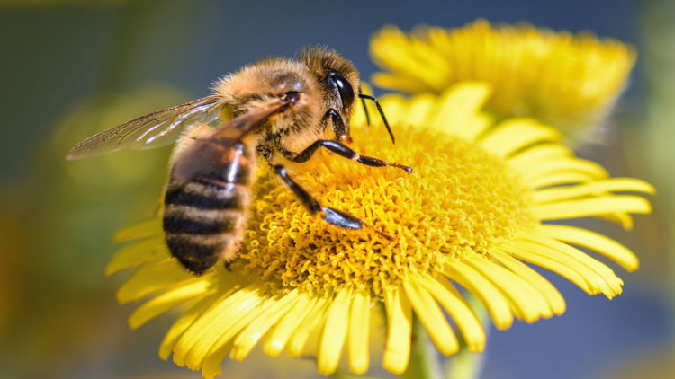 Juez ordena proteger abejas en Colombia ante amenaza de extinción