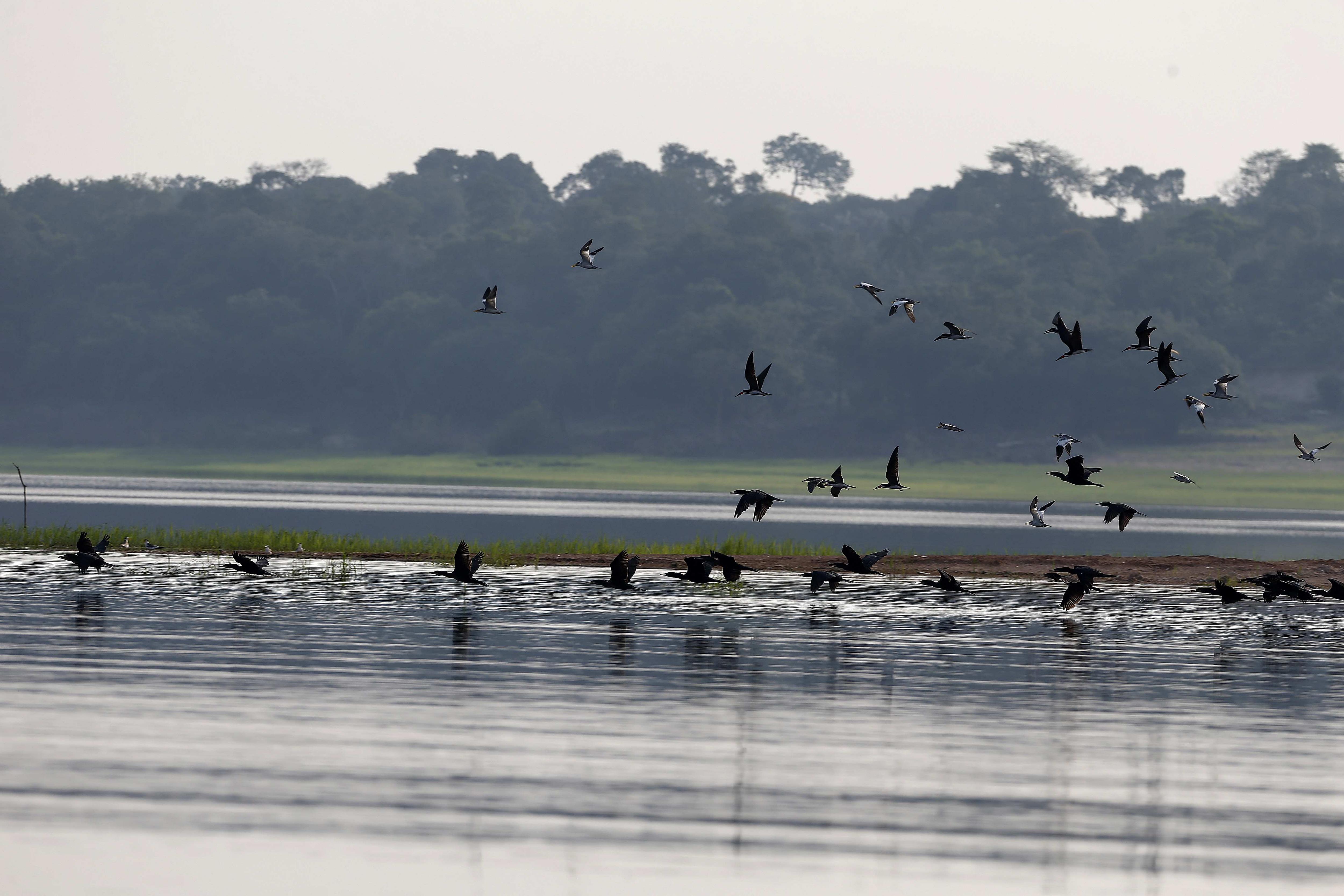 Brasil coopera en monitoreo mundial de la migración de aves