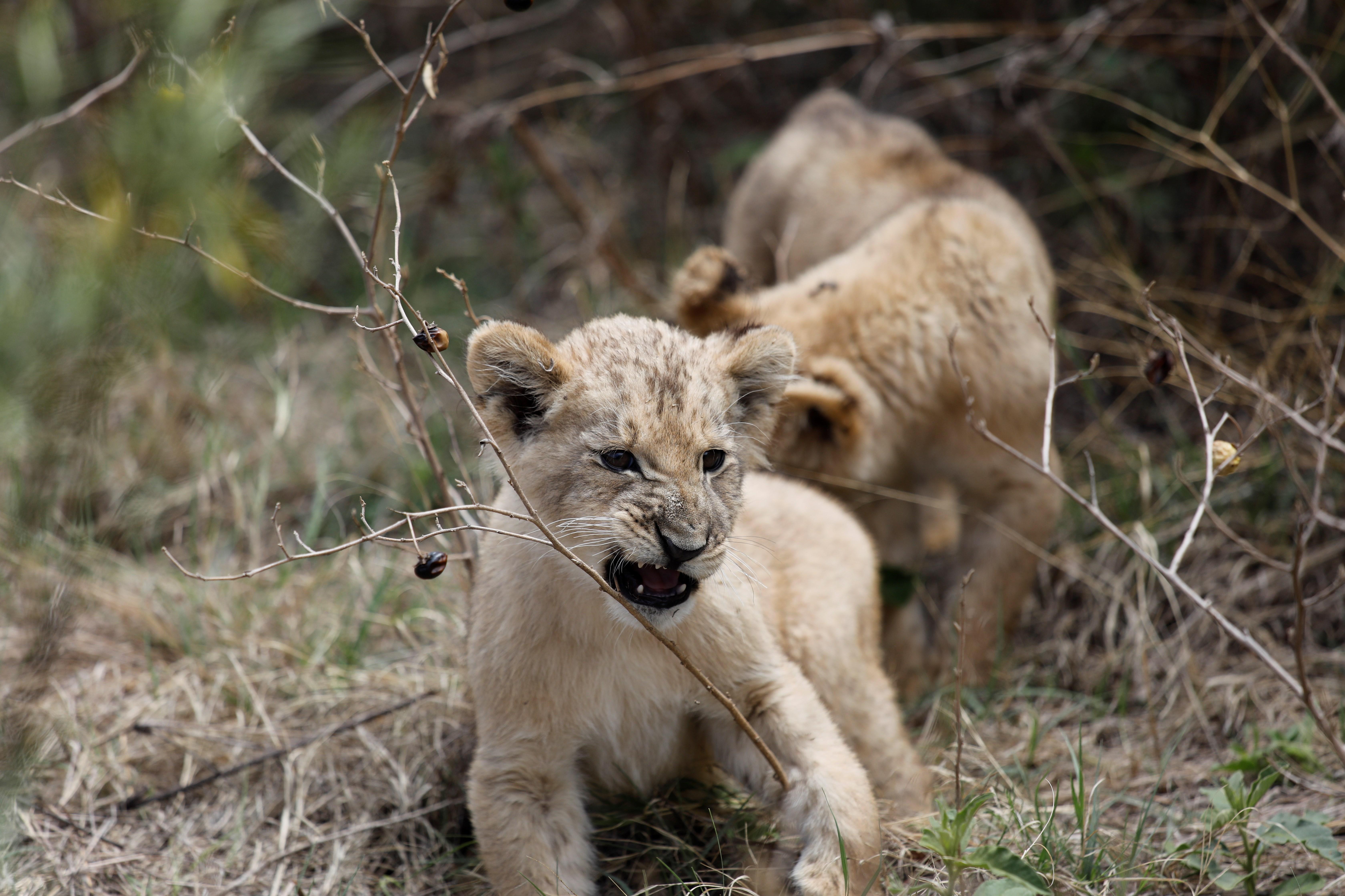 Nacen los primeros leones concebidos por inseminación artificial