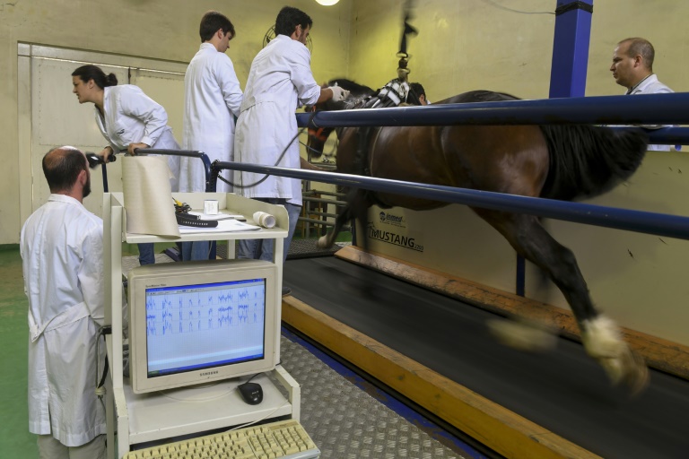 Buscan el gen del caballo de polo argentino para clonación