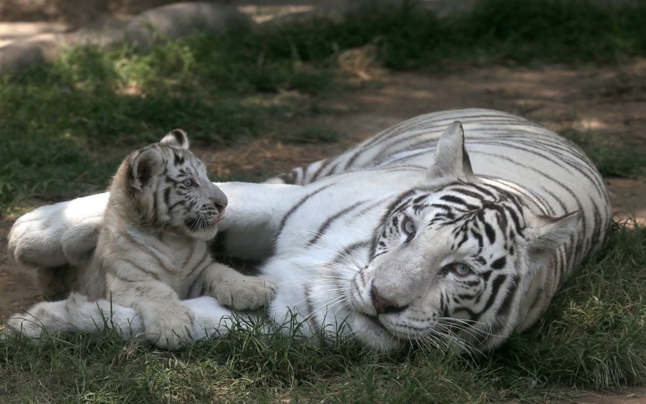 Exhiben tigres blancos de Bengala, considerados