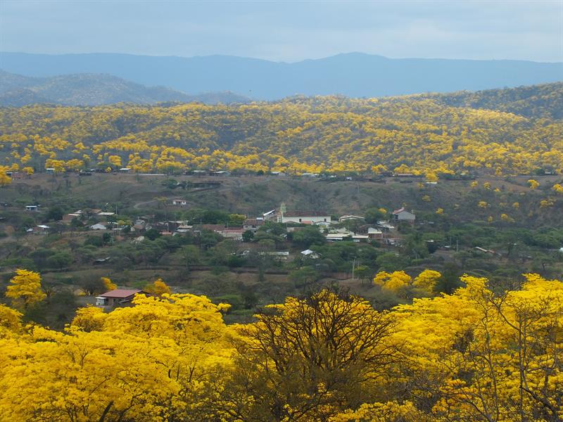 Un bosque se viste «de oro» con las lluvias de invierno