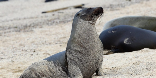 Investigan la muerte de unos 80 lobos marinos en una costa